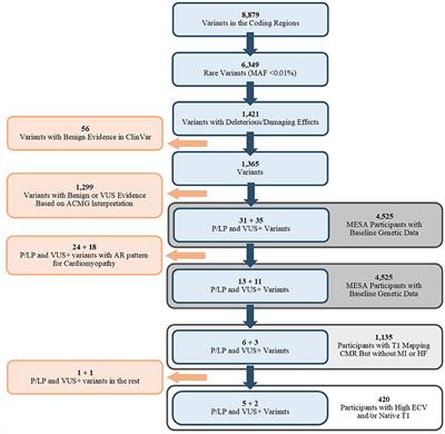 Rare Genetic Variants Associated With Myocardial Fibrosis: Multi-Ethnic Study of Atherosclerosis